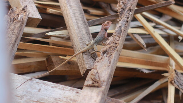 Garden Lizard Searching for Food Among Web-Covered Wooden Logs