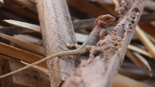 Garden Lizard Searching for Food Among Web-Covered Wooden Logs