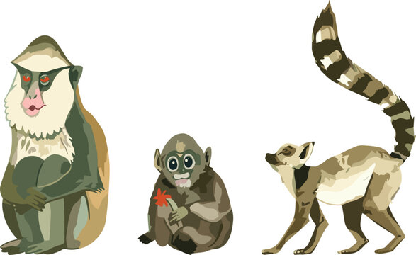 Colorful flat vector illustration of mandrill, baby monkey holding orange flower and ring tailed lemur sitting together in a wildlife jungle animal set