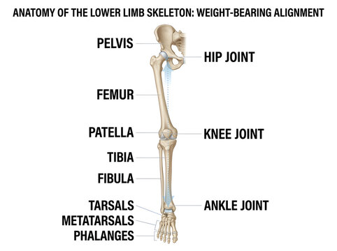 Human lower limb skeleton weight-bearing alignment diagram isolated on white background