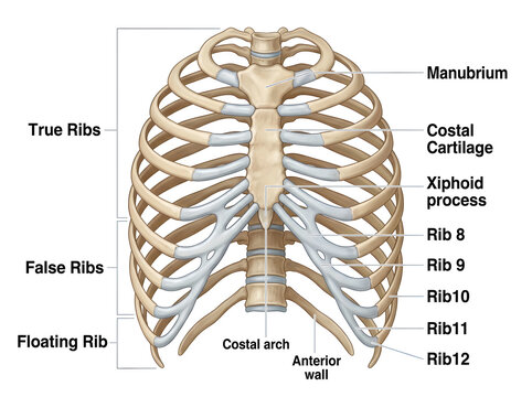 Human rib cage anatomy illustration with labeled ribs and sternum isolated on white background