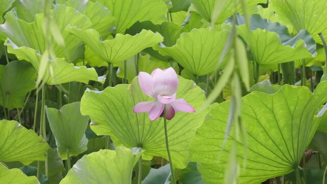 A close-up shot of a single pink lotus flower blooming among large, textured green leaves. The soft natural lighting highlights the delicate petals and organic patterns of the foliage, creating a