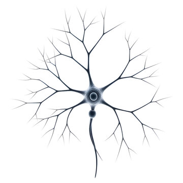 Detailed neuron cell illustration with dendrites and axon isolated on white background