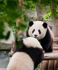 Adorable Giant Panda Playing Around Outdoors © flysnow