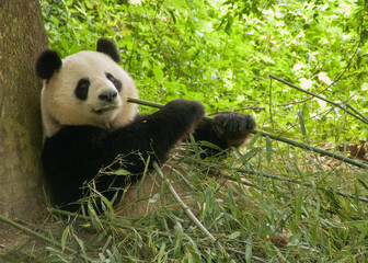 panda is eating bamboo © flysnow