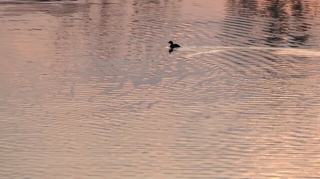 Water birds swimming in the water.
