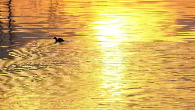 Water birds swimming in the water.