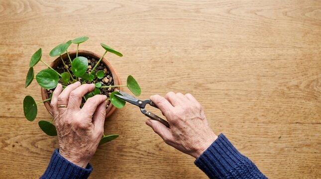 鉢植えの葉を丁寧に剪定するシニアの手元と植物の世話をする園芸クローズアップ