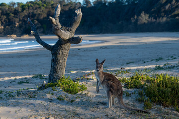 Wild Kangaroo standing on coastal sand dunes in Australia at sunset © Grant