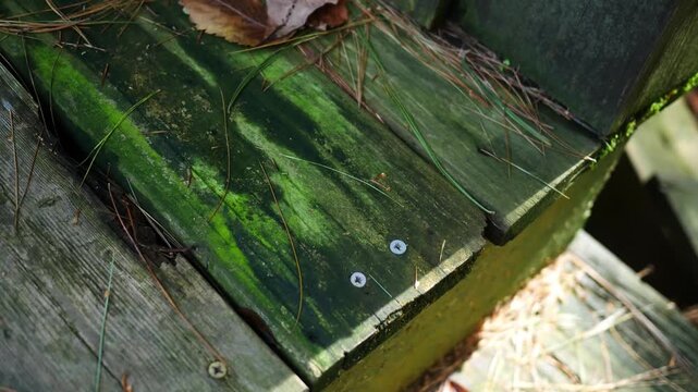 Dilapidated Deck Series - Old Deck Board with heavy Moss and Waterlogged Texture