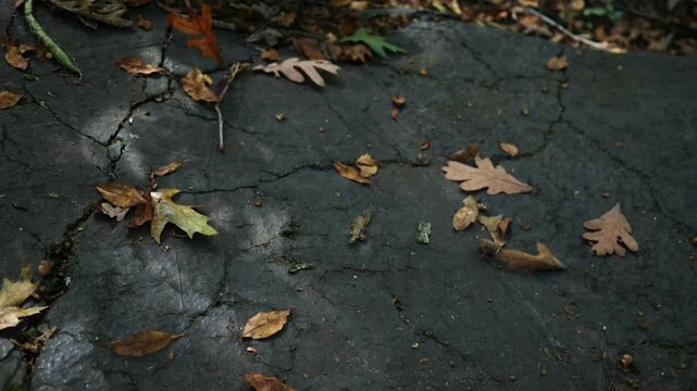Old Asphalt Driveway - Cracks in Blacktop Driveay 1