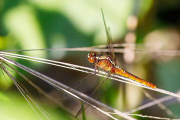 Macro Shot of an Australian Dragonfly Species in Tropical Rainforest Habitat, FNQ © Wood Wide Web