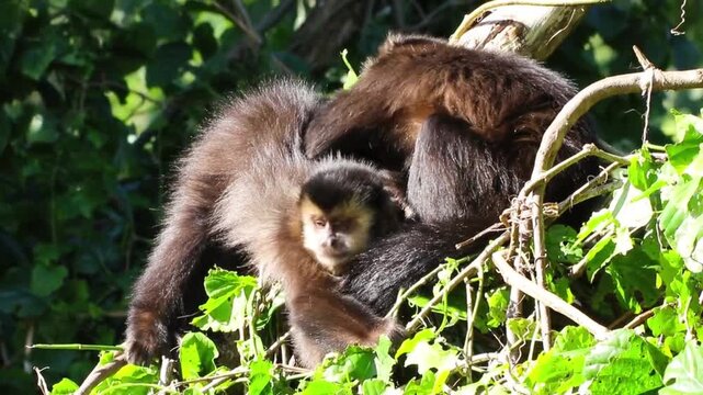 Tufted capuchin monkeys social grooming in dense foliage
