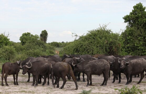 A herd of African buffaloes grazing in Chobe National Park, with lions watching their prey from behind.