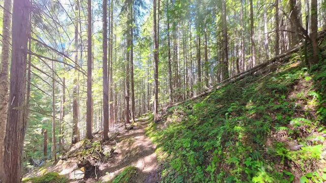 Hiking through Sunny Cascades Forest Along the Thunder Creek Trail