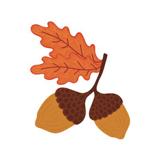 Autumn Oak Leaves and Acorns Botanical Illustration isolated in Transparent Background © karinna