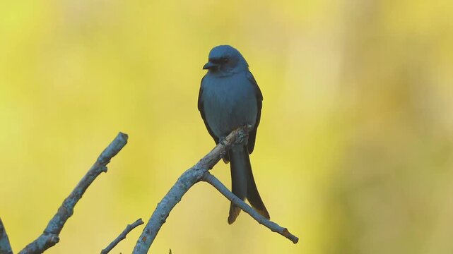 Dark grey songbird with a forked tail perched on a bare wooden branch against a vibrant smooth yellow background