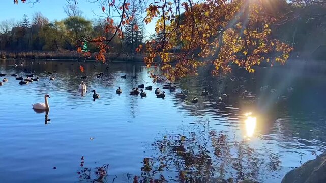 Peaceful Pond Scene with Swimming Swans, Ducks, and Fall Foliage