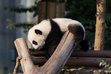 Adorable Giant Panda Playing Around Outdoors © flysnow