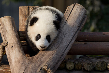 Adorable Giant Panda Playing Around Outdoors © flysnow