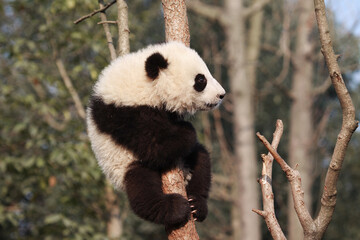 Adorable Giant Panda Playing Around Outdoors © flysnow