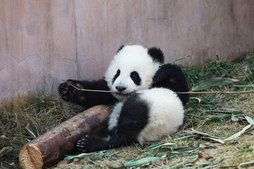 Adorable Giant Panda Playing Around Outdoors © flysnow