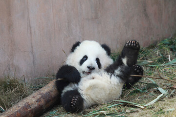 Adorable Giant Panda Playing Around Outdoors © flysnow