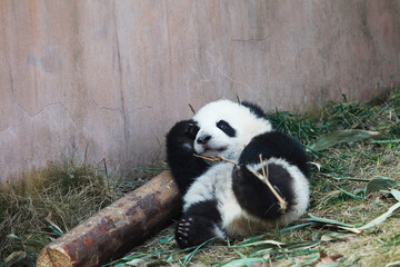 Adorable Giant Panda Playing Around Outdoors © flysnow