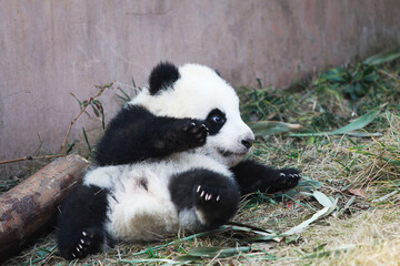 Adorable Giant Panda Playing Around Outdoors © flysnow