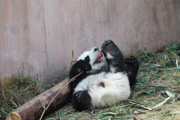 Adorable Giant Panda Playing Around Outdoors © flysnow