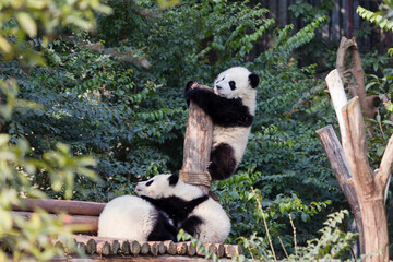 Adorable Giant Panda Playing Around Outdoors © flysnow