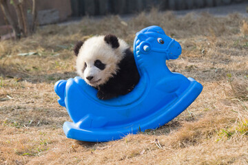 Adorable Giant Panda Playing Around Outdoors © flysnow