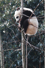 Adorable Giant Panda Playing Around Outdoors © flysnow