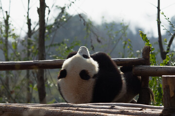 Adorable Giant Panda Playing Around Outdoors © flysnow