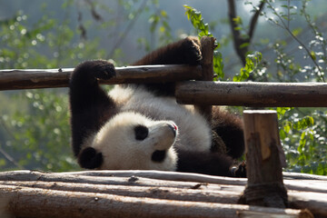 Adorable Giant Panda Playing Around Outdoors © flysnow