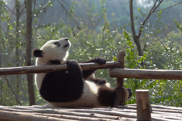 Adorable Giant Panda Playing Around Outdoors © flysnow