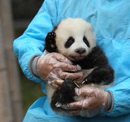 Caretaker Holding and Cradling an Adorable Baby Giant Panda © flysnow