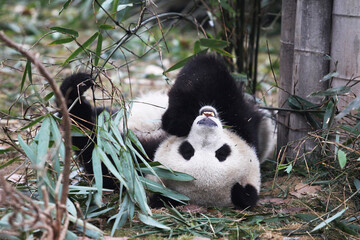 Adorable Giant Panda Playing Around Outdoors © flysnow