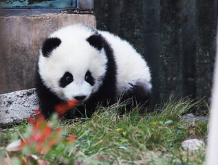 Adorable Giant Panda Playing Around Outdoors © flysnow