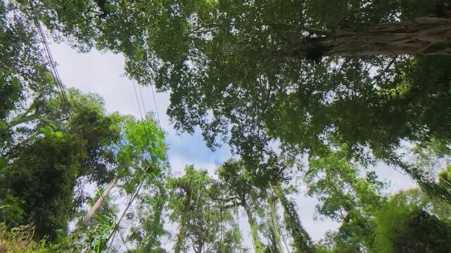 Upward view of a lush green tree canopy surrounding a bright blue sky, with utility poles and power lines visible through the foliage.