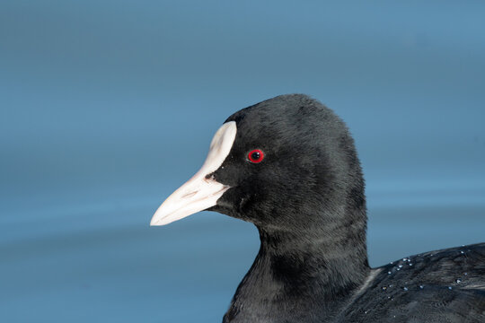 Close up of a wild Eurasian coot profile with black feathers and red eye against blue water background