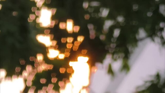 Cinematic pentagon bokeh light leakage through dark green tree leaves
