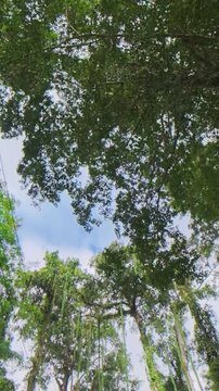 Vertical upward view of lush green tree canopy and tall trees framing a bright sky, with a street light visible through the foliage.