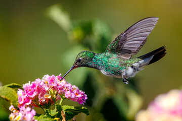 Beija-Flor-de-Garganta-Verde (Chionomesa fimbriata) © Abelardo
