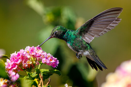 Beija-Flor-de-Garganta-Verde (Chionomesa fimbriata)