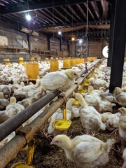 Broiler chicken resting on a drinking pipe in a poultry farm © Aulady 