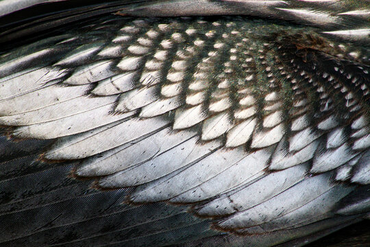 Anhinga Bird Feather Background