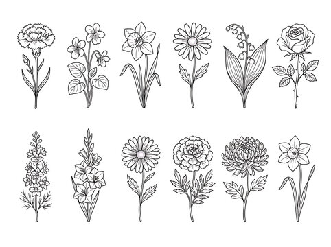 Traditional Birth Month Flowers Collection, Hand Drawn Botanical Line Art Flower Vector Set