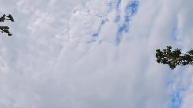 Timelapse of clouds moving across a bright blue and cloudy sky, framed by treetops at the edges, creating a peaceful natural background.