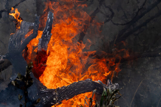 Back-burning, also known as prescribed burning or hazard reduction burning, is a fire management strategy